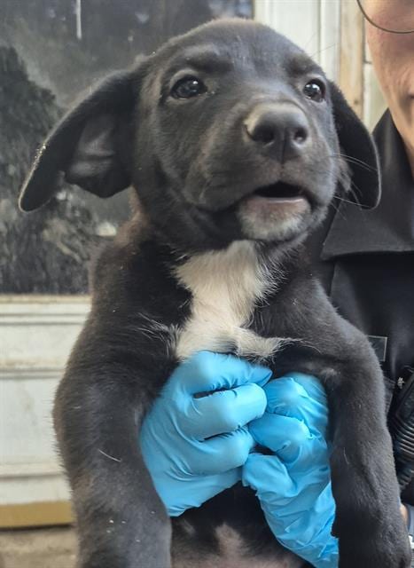 Photo of Puppy 4, adoptable American Staffordshire Terrier in San Antonio, Texas