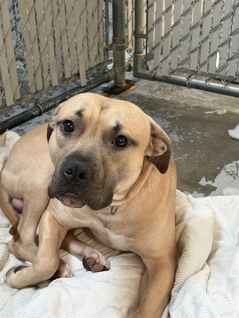 Photo of Wagyu Waylon, adoptable Black Mouth Cur in Minneapolis, Minnesota