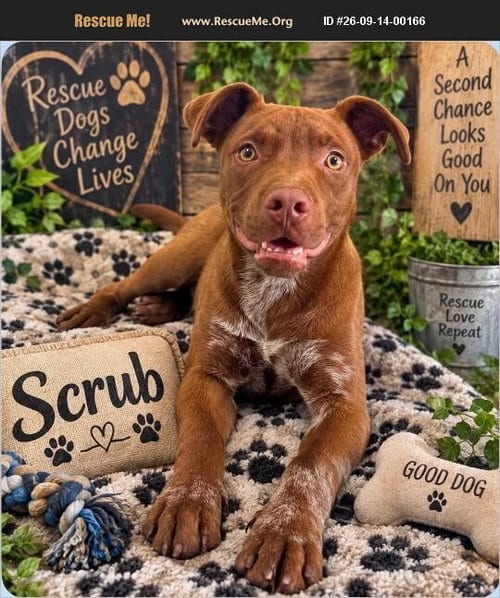 Photo of Scrub, adoptable American Pit Bull Terrier in Benton, Pennsylvania