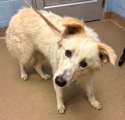 Photo of Charity, adoptable dog in Chamblee, Georgia