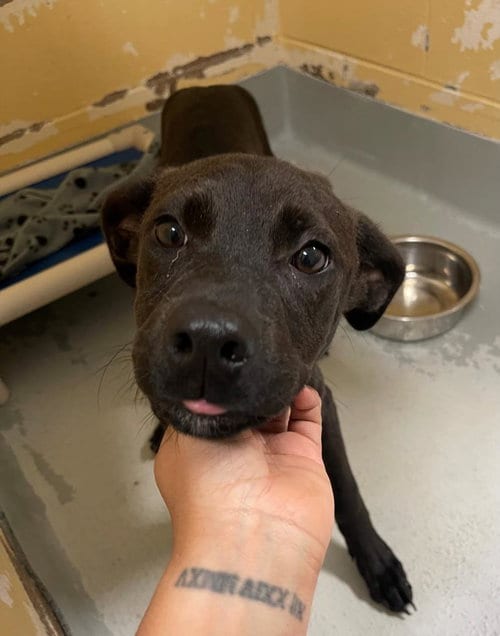 Photo of Malorie, adoptable Pit Bull Terrier in Tulsa, Oklahoma