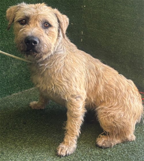 Photo of Clora, adoptable Terrier in Lancaster, California