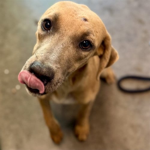 Photo of Tailor, adoptable Black Mouth Cur in Tavares, Florida