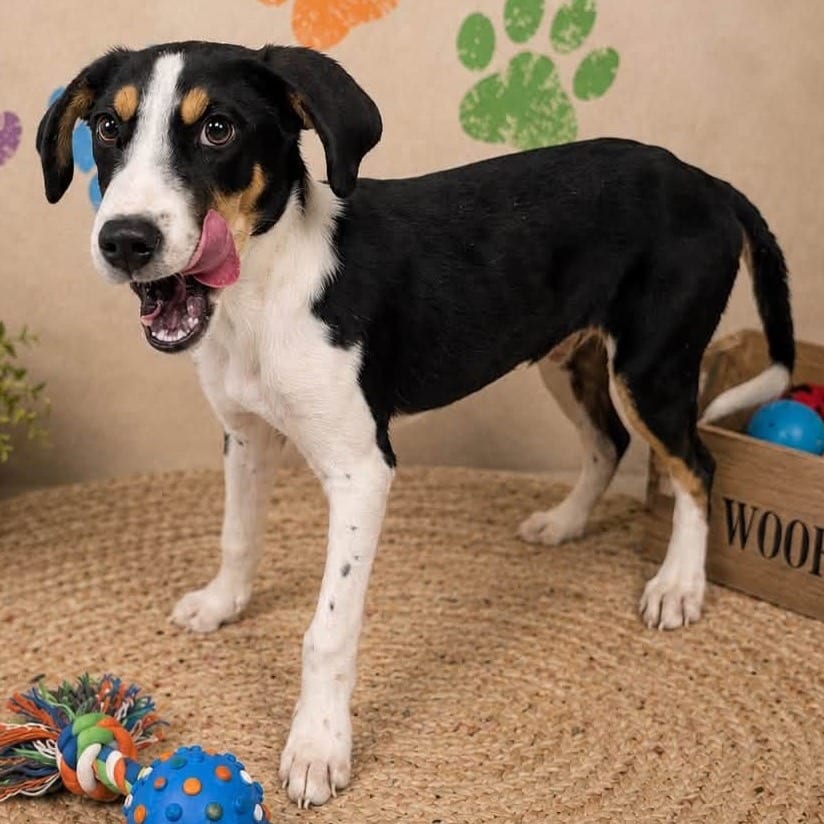 Photo of Hank, adoptable Beagle / Mixed Breed (Medium) in Fairfax Station, Virginia