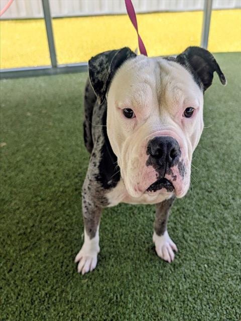 Photo of Merle, adoptable Pit Bull Terrier in Fayetteville, North Carolina