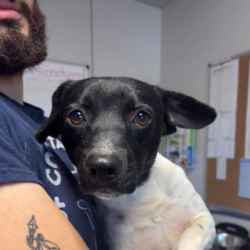 Photo of Peter, adoptable Terrier in Bolivar, Missouri