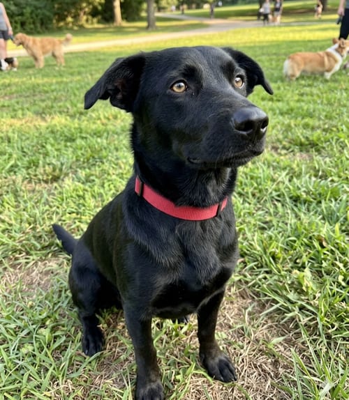 Photo of Sammie Duluth, adoptable Labrador Retriever in Roswell, Georgia