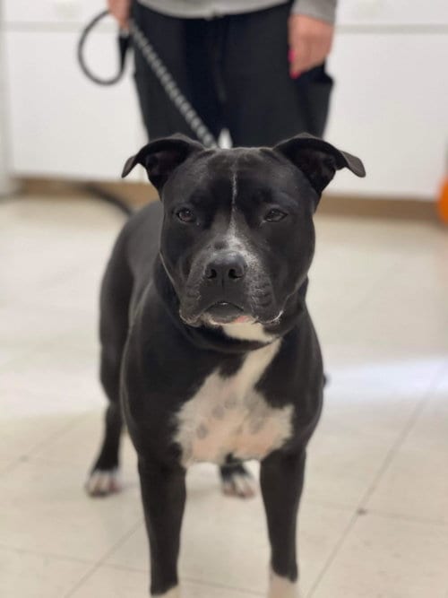 Photo of Paka (Merle), adoptable Pit Bull Terrier in Front Royal, Virginia
