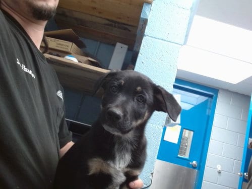 Photo of Hawkeye, adoptable German Shepherd Dog in Albuquerque, New Mexico