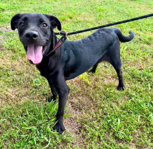 Photo of Alvin, adoptable Terrier in Abbeville, Louisiana
