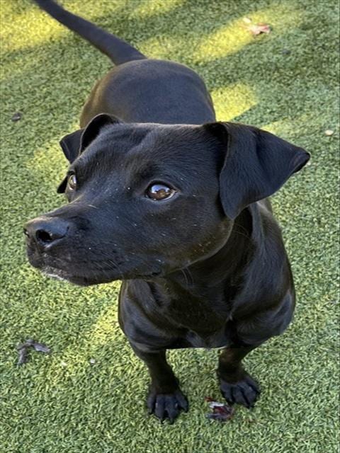 Photo of Dalton, adoptable Labrador Retriever in Newton, North Carolina