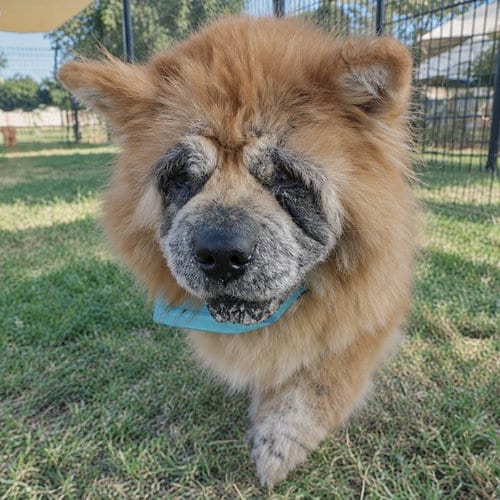 Photo of Lucy, adoptable Chow Chow in San Antonio, Texas
