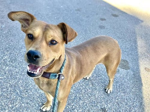 Photo of Gia, adoptable Pit Bull Terrier in Albuquerque, New Mexico