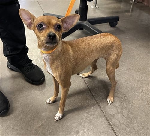 Photo of Gazelle, adoptable Chihuahua in Phoenix, Arizona