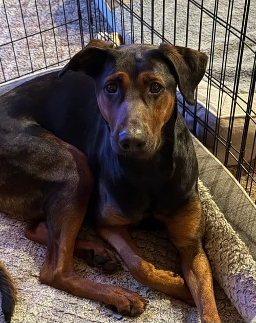 Photo of Phoebe, adoptable Doberman Pinscher in Volunteers Statewide, Wisconsin