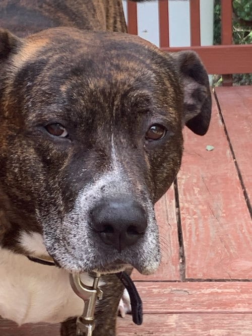 Photo of Kash, adoptable Pit Bull Terrier in Columbia, Maryland