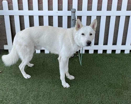 Photo of A614758, adoptable German Shepherd Dog in Modesto, California