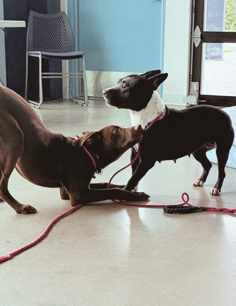 Photo of Poison Ivy, adoptable Bull Terrier in Hartsville, South Carolina