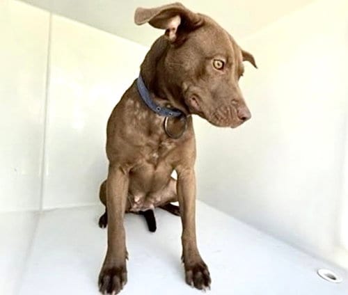 Photo of A662639, adoptable Labrador Retriever in Houston, Texas