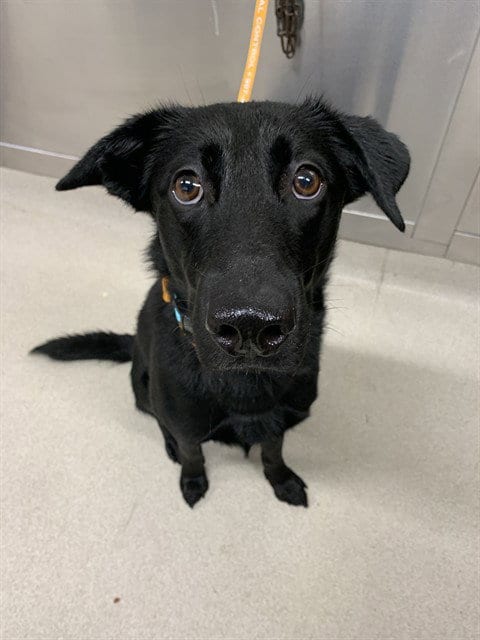 Photo of Koda, adoptable Labrador Retriever in Fairbanks, Alaska