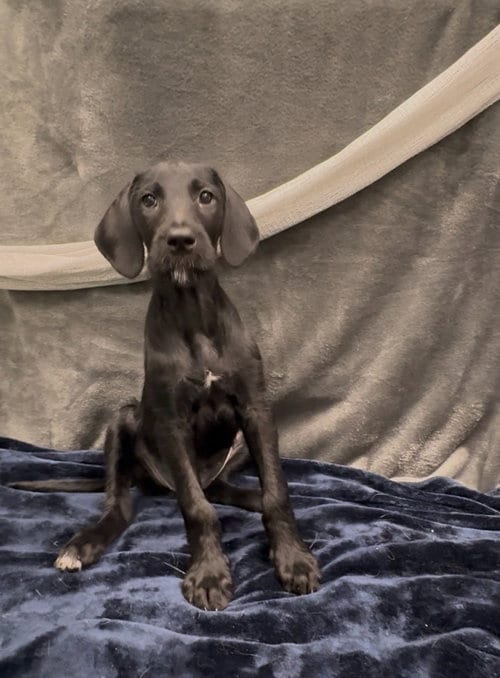 Photo of Ginza, adoptable Great Dane in Phoenix, Arizona