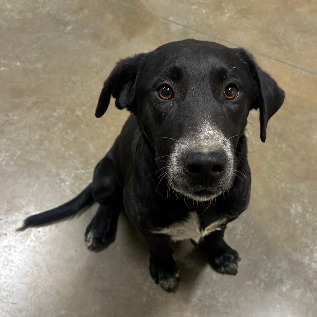 Photo of Creepy, adoptable Mixed Breed (Large) in St. Cloud, Minnesota