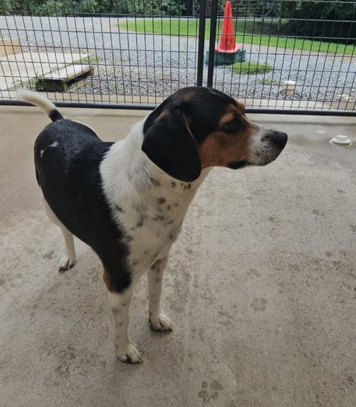Photo of Lil Man, adoptable Beagle in Fairfax, Virginia