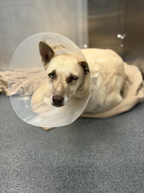 Photo of Cinderella, adoptable Mixed Breed