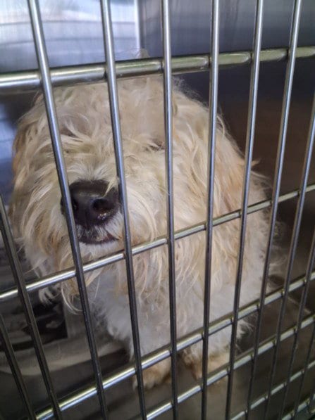 Photo of Furr Ball, adoptable Maltese in Los Angeles, California