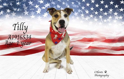 Photo of Tilly, adoptable Pit Bull Terrier in Thousand Palms, California