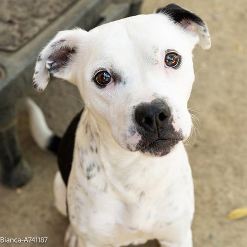 Photo of Bianca, adoptable Pit Bull Terrier in Sacramento, California