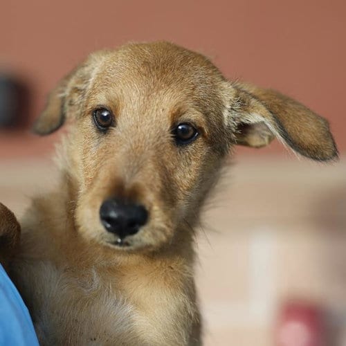 Photo of Chevy, adoptable Terrier in San Antonio, Texas