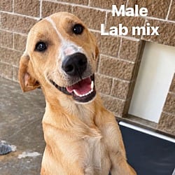 Photo of Meatball, adoptable Labrador Retriever Mixed Breed (Medium) in Burnsville, North Carolina