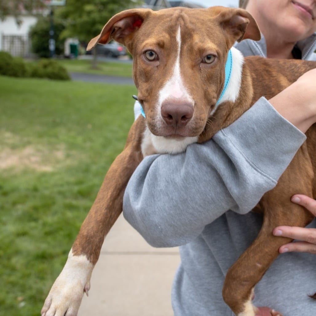 Photo of Louie, adoptable Mixed Breed (Medium) in Buffalo, Minnesota