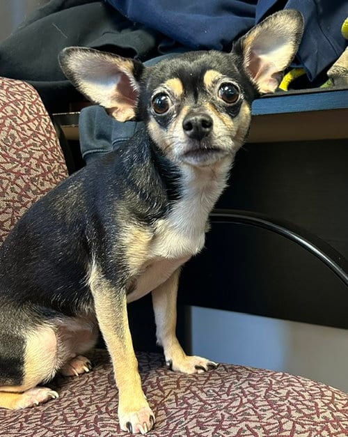 Photo of Luna, adoptable Chihuahua in Lancaster, Pennsylvania