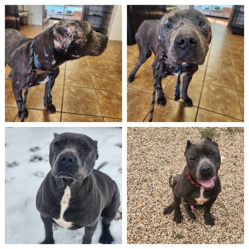 Photo of Pari, adoptable American Staffordshire Terrier in Shreveport, Louisiana