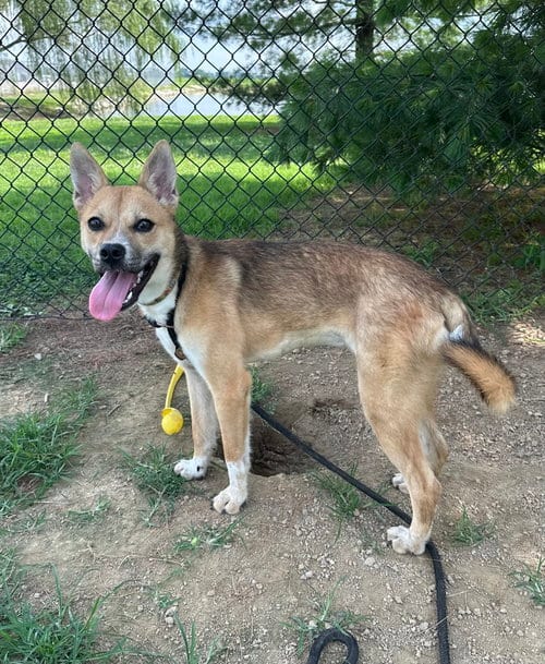 Photo of Noodle, adoptable Shepherd in Evansville, Indiana