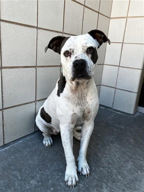 Photo of Chica, adoptable American Pit Bull Terrier in Corpus Christi, Texas