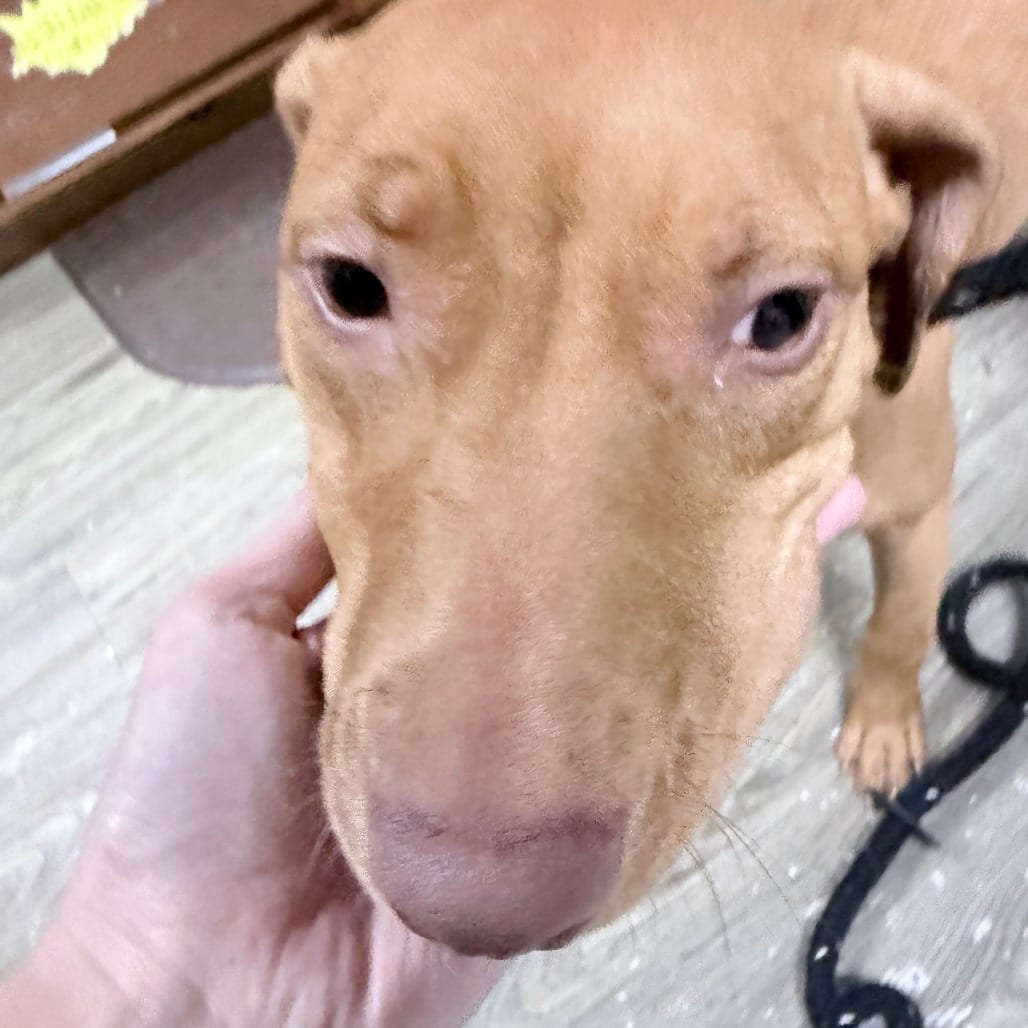 Photo of Blondie, adoptable Mixed Breed (Medium) in Summerville, South Carolina