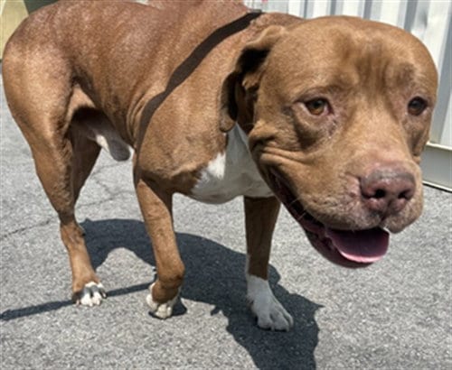 Photo of Tank, adoptable Pit Bull Terrier in Los Angeles, California