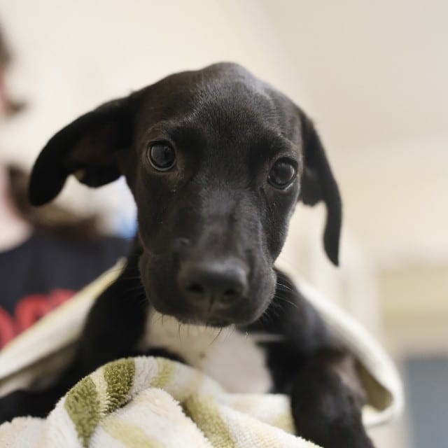 Photo of Willow, adoptable dog in San Antonio, Texas
