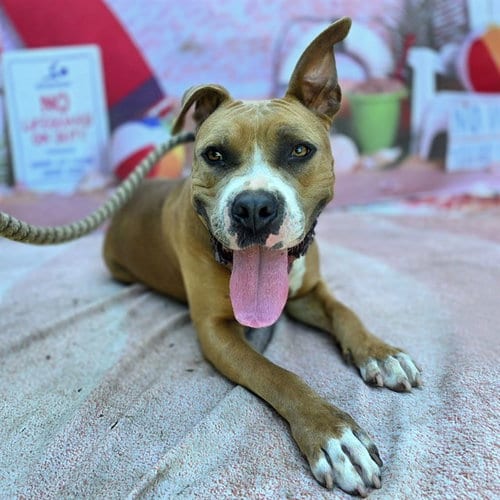Photo of Dolly, adoptable Pit Bull Terrier in Long Beach, California