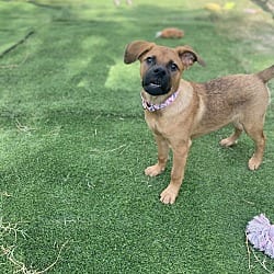 Photo of Trixie, adoptable Shepherd (Unknown Type) in Framingham, Massachusetts