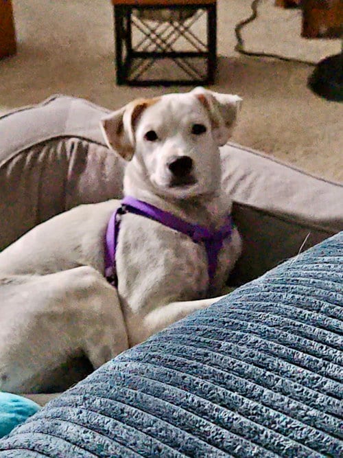 Photo of Peggy, adoptable Pointer in Virginia Beach, Virginia