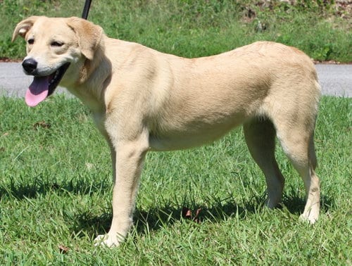 Photo of Coley 44306, adoptable Yellow Labrador Retriever in Prattville, Alabama