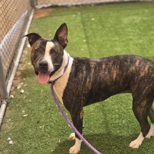 Photo of Bella, adoptable American Pit Bull Terrier in Phoenix, Arizona