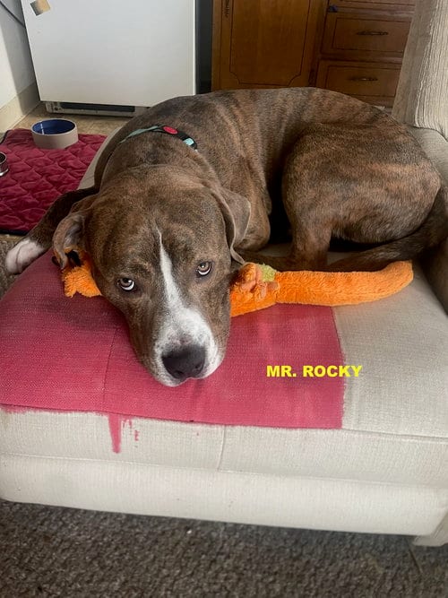 Photo of Mr Rocky, adoptable Pit Bull Terrier in Woodland Hills, California
