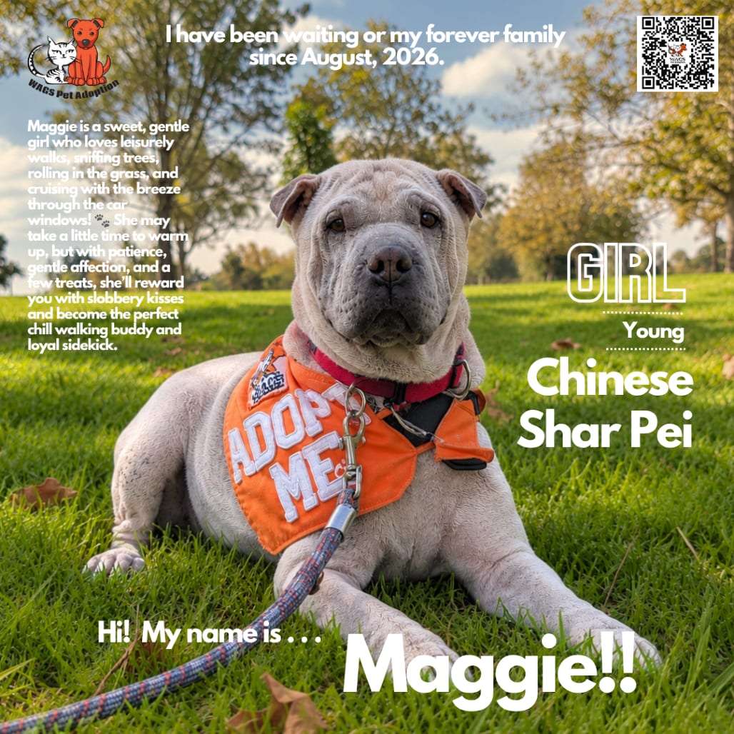 Photo of Maggie, adoptable Chinese Shar-Pei in Westminster, California