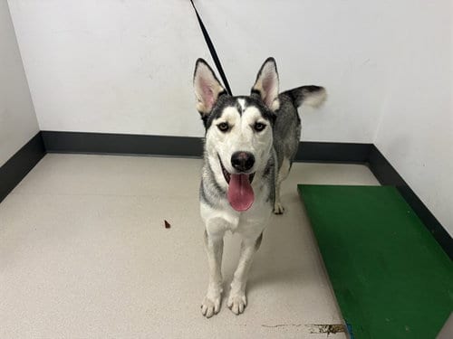 Photo of A165774, adoptable Siberian Husky in Corona, California