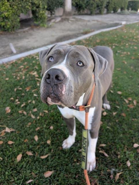 Photo of Lilly- In Foster, adoptable Pit Bull Terrier in Redlands, California